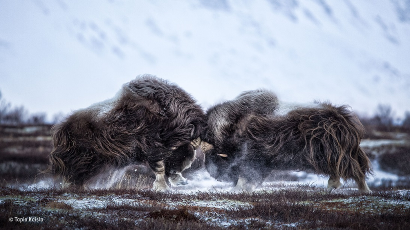 Foto: Tapio Kaisla.